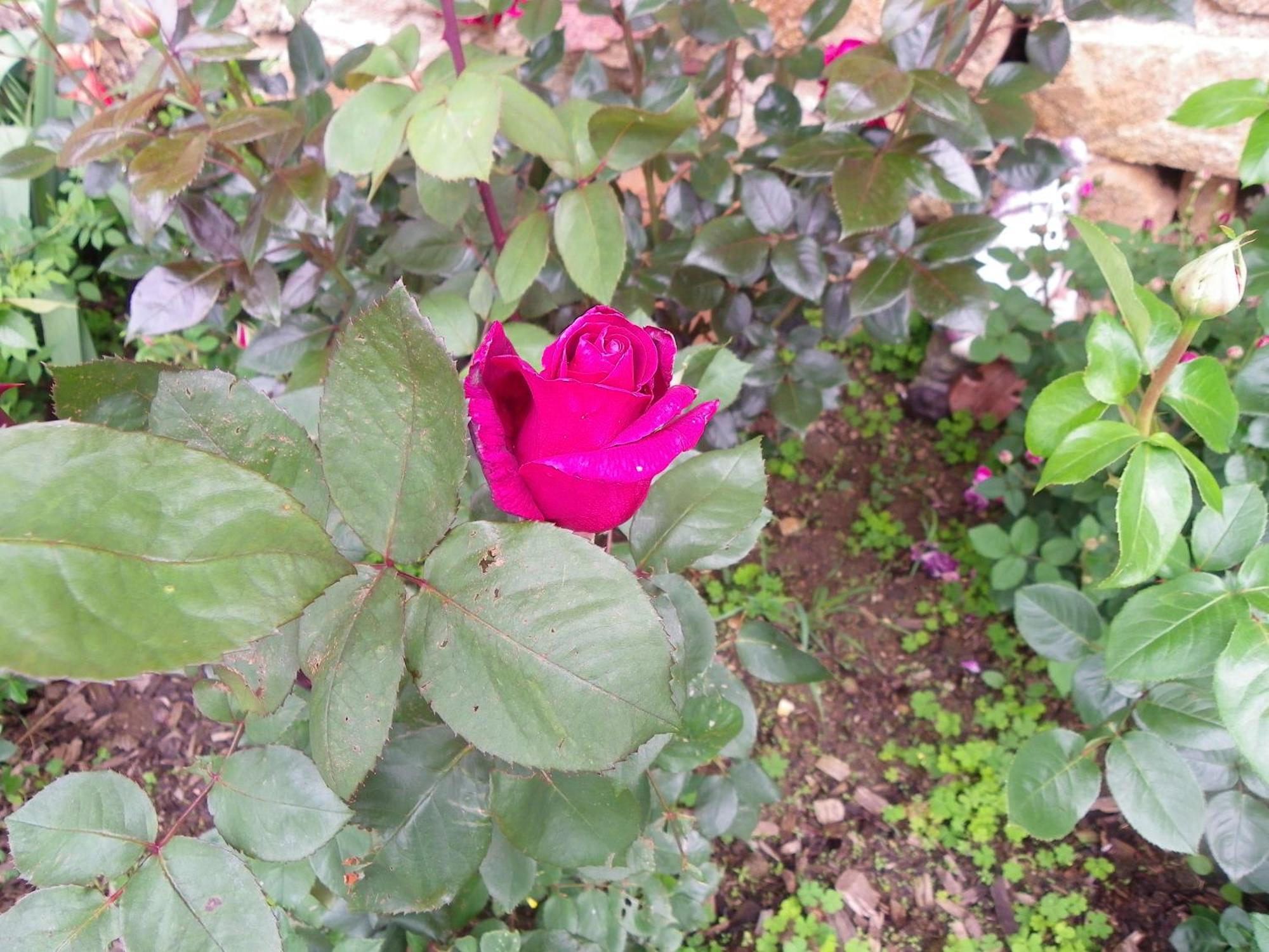 Bed and Breakfast Le Donjon De La Reine Margot Beaumont  Esterno foto